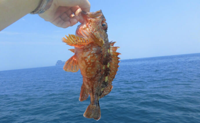 全国各地で稚魚放流が行われている「カサゴ」　理由は再漁獲の効率性？