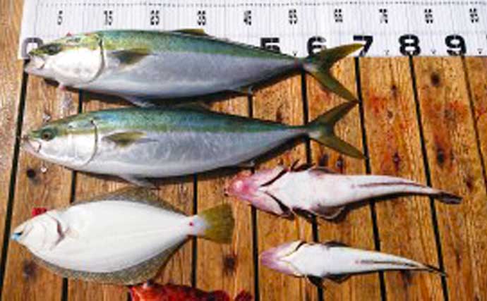 【愛知】沖のエサ釣り最新釣果　春の『ウタセ五目』開幕で魚種多彩