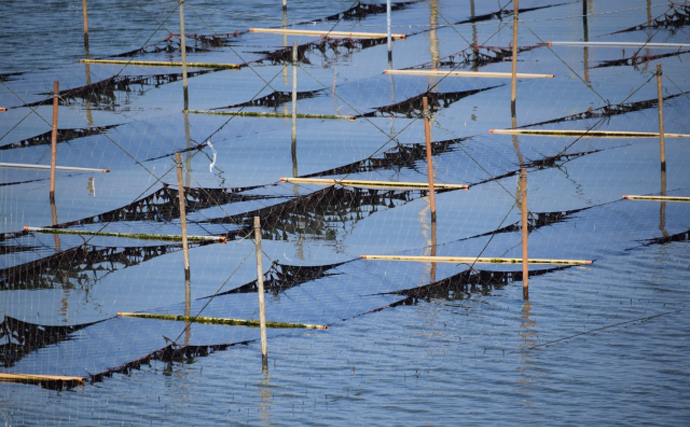 浜名湖の養殖カキが不漁　釣りの好敵手クロダイ増加が一因の可能性も？