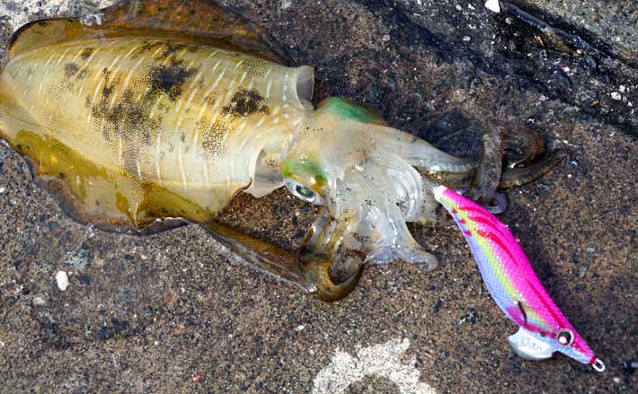 九州21 春アオリイカエギング入門 ポイント選定 基本の釣り方 Tsurinews