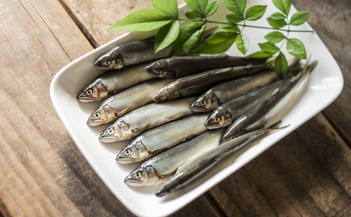 鹿児島で稚アユ狙う『エゴ漁』実施　食味も価格も生魚に負けず劣らず？