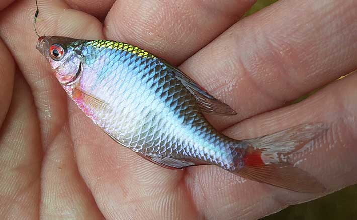 婚姻色 タナゴに癒されよう 初心者でも本命手中 道満ヘラ鮒釣場 Tsurinews