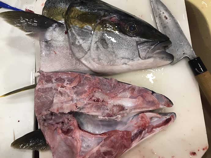 釣り人的特権レシピ：ヒラマサの豪快カブト焼き　解体は体力勝負でも絶品