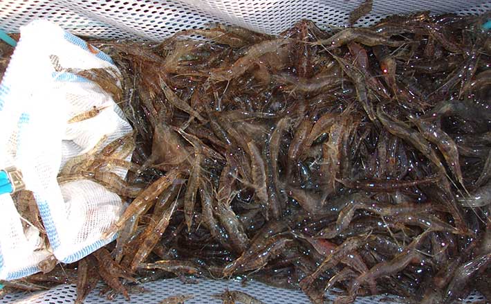 活きエビ餌 シラサエビ モエビ 解説 付け方 釣れる魚 使い方 Tsurinews