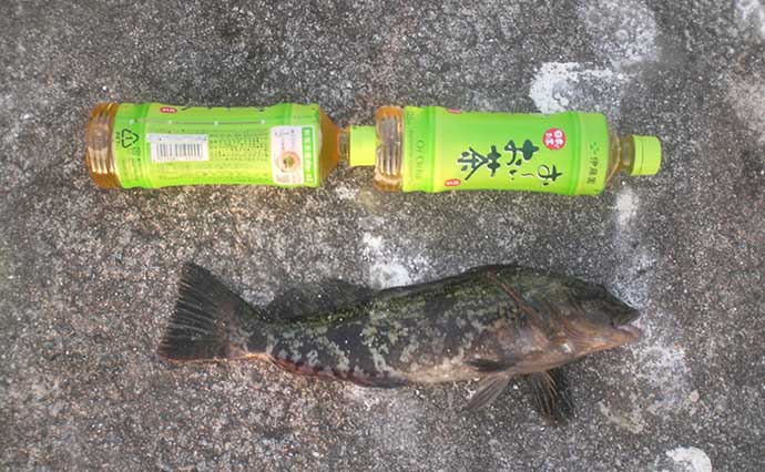 波止釣り エサ図鑑 シラサエビ 釣れる魚 入手方法 使い方 Tsurinews