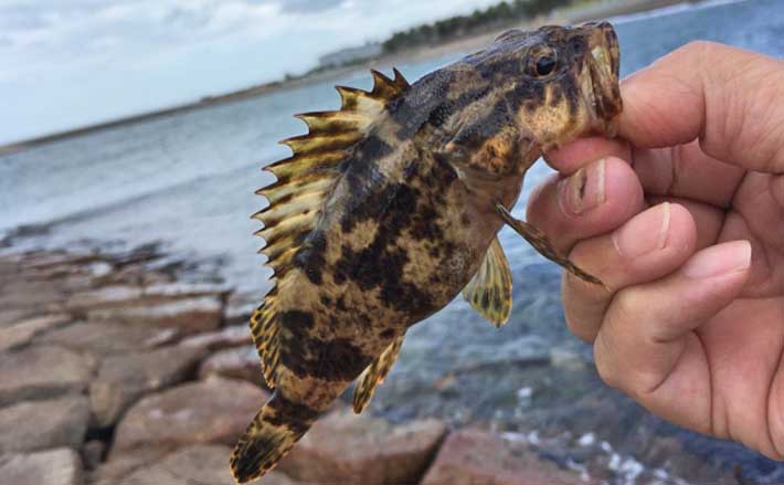 タケノコの時期が美味な「タケノコメバル」の話 釣り人には高知名度