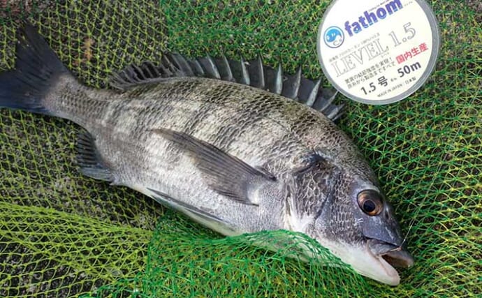 フカセクロダイ釣りの「コマセ」配合術：冬の低水温期