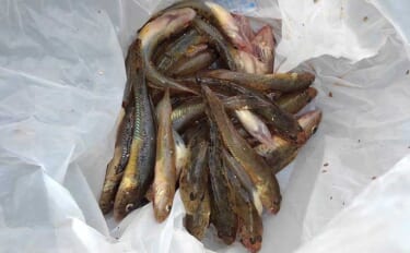 釣り入門に最適「デキハゼ釣り」のススメ：釣行の流れとキホンの釣り方