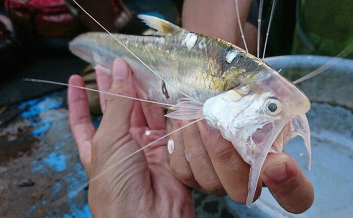 筑後川の初夏の風物詩「エツ漁」が解禁　マイナー魚だけどとても美味