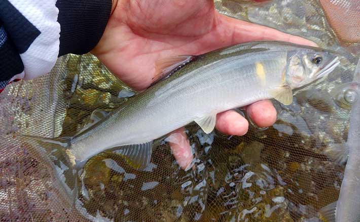 21神奈川 鮎トモ釣りオススメ河川 相模川 遡上次第で大きく変貌 Tsurinews