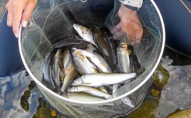 【2021岐阜】鮎トモ釣りオススメ河川：長良川中央漁協管内