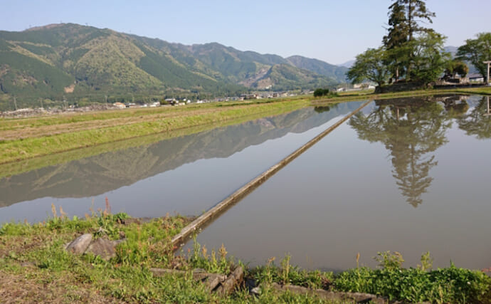 滋賀県で『魚のゆりかご』になる水田作り進行中　琵琶湖の生態系保全にも