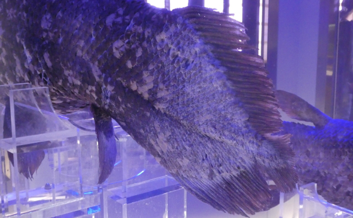 インド洋で生きた化石「シーラカンス」が漁獲　食べたら美味しいの？
