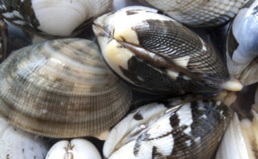 貝を食べる貝『ツメタガイ』の生態　養殖業にとっては厄介者だけど美味