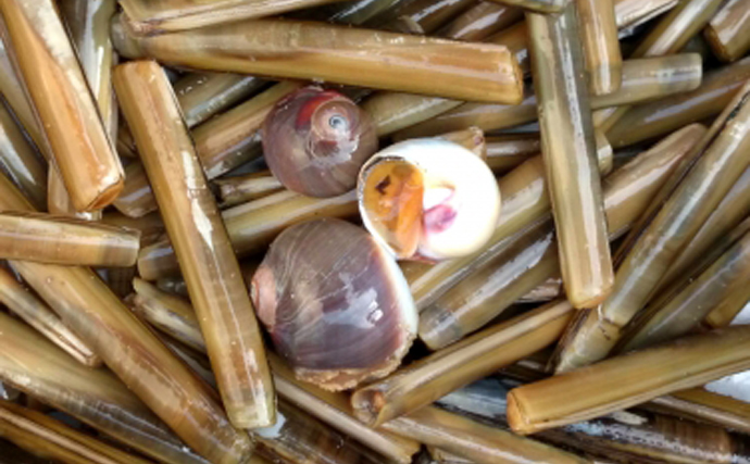 貝を食べる貝『ツメタガイ』の生態　養殖業にとっては厄介者だけど美味