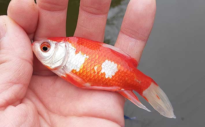 金魚ページ 金魚QA100 | 川澄 太一 |本 | 通販 | Amazon