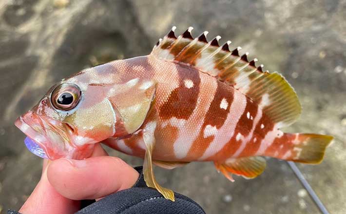 関東でアカハタ生息域拡大中 神奈川県の陸っぱりゲーム3つの特徴とは