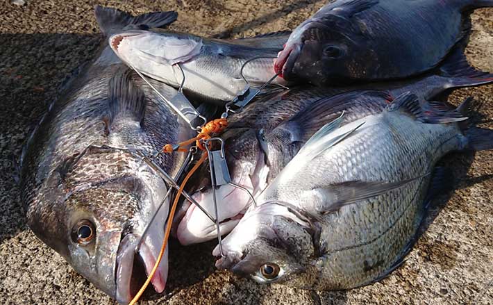 人気堤防からカゴ釣りで良型クロダイ5匹 新潟 直江津港第3東防波堤 Tsurinews