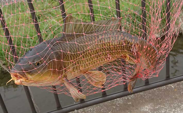 パン鯉 で強引堪能 低活性時に活躍する有名駄菓子とは 神奈川 Tsurinews Part 2
