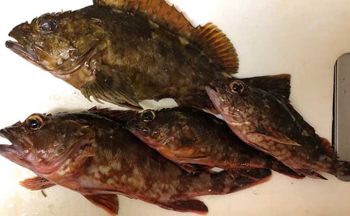 釣り人的大衆魚「カサゴ」が市場では高級魚のワケ　1kg4000円の時も？