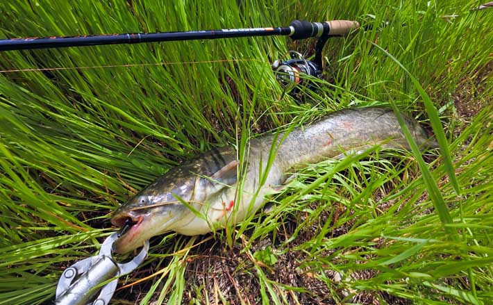 デイナマズゲームで60cm本命 リフト＆フォールにヒット【愛知・紙田川