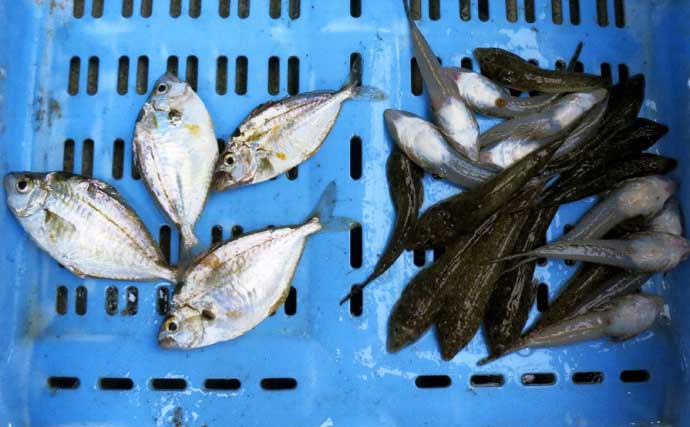 釣りのゲスト魚を美味しく食べよう：ヒイラギ＆ヌメリゴチ　下処理が重要