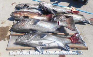 【愛知】沖のエサ釣り最新釣果　超大物イシナギ狙いで50kg級頭に7匹