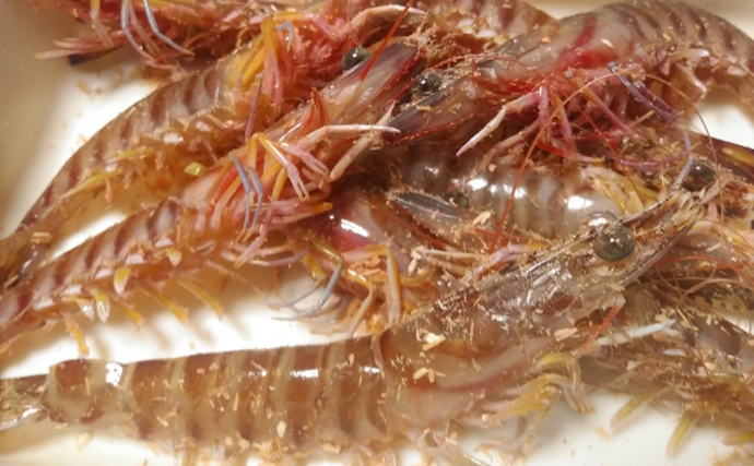 高栄養価でブームの「昆虫食」と甲殻類アレルギーの知られざる関係