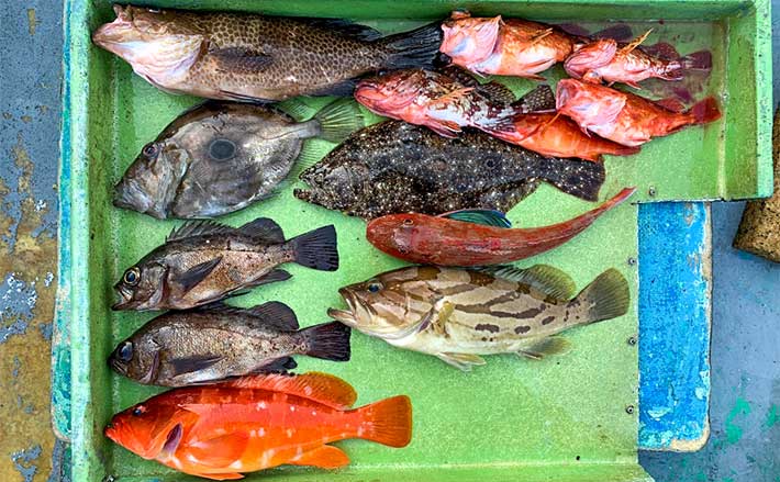 志摩沖SLJで8目達成 ハタにヒラメに尺級メバルなど美味魚をゲット