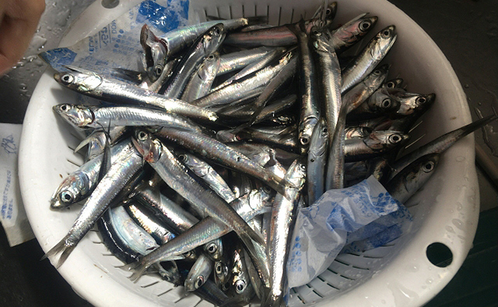 広島湾の「小イワシ」漁が解禁 漁場目の前だから鮮度抜群のまま水揚げ | TSURINEWS