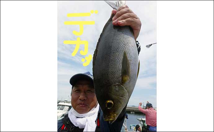 【愛知】沖のエサ釣り最新釣果　旬の大型抱卵イサキ高活性で狙い目