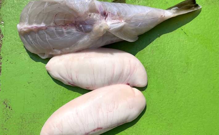 東京湾ショウサイフグの 旬 到来 白子入り良型手中 東京 えさ政 Tsurinews