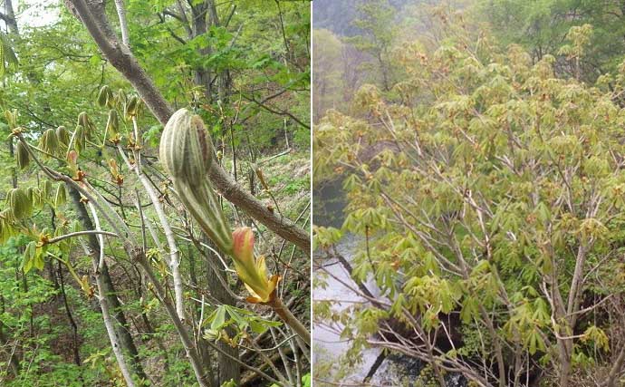 釣り「プラスα」を楽しもう　山菜の見分け方と採取の注意点【奥日光】