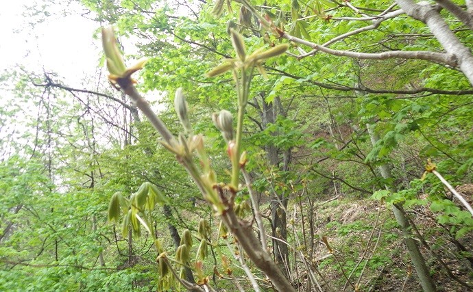 釣り「プラスα」を楽しもう　山菜の見分け方と採取の注意点【奥日光】