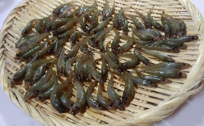 デキハゼ狙って3時間で78匹 見釣り で入れ食い堪能 千葉 船橋港 Tsurinews