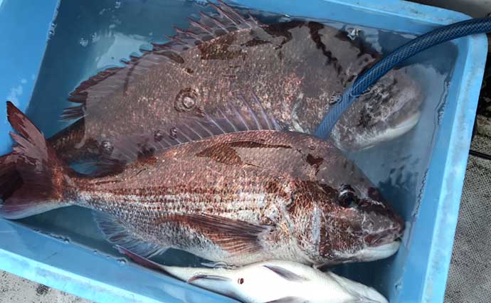 釣り人的特権レシピ：マダイのカブト煮　高級魚日本代表を味わい尽くす