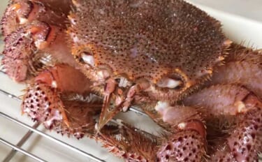 20年間月イチで毛蟹を食す蟹愛好家が教える「美味しい活毛蟹の選び方」
