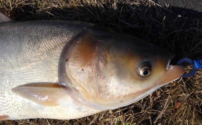 利根川名物「ハクレンジャンプ」の季節到来　実は食べて美味しい外来魚？