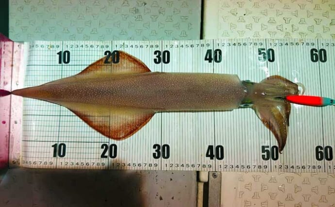 【福井】沖釣り最新釣果　半夜便のマイカが絶好調で胴長45cmの大剣も