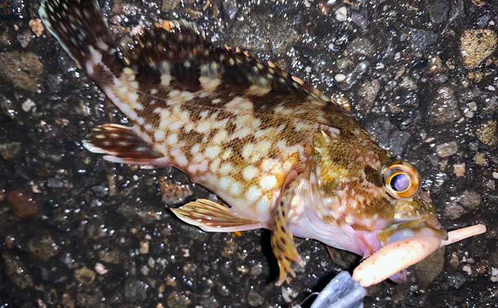 根魚狙い陸っぱりライトゲーム 想定外の25cmキジハタ登場【三重