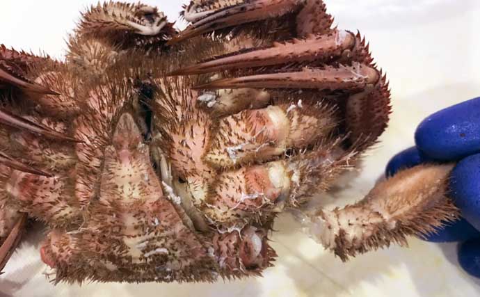 20年間月イチで毛蟹を食す蟹愛好家が教える「活毛蟹の捌き方」