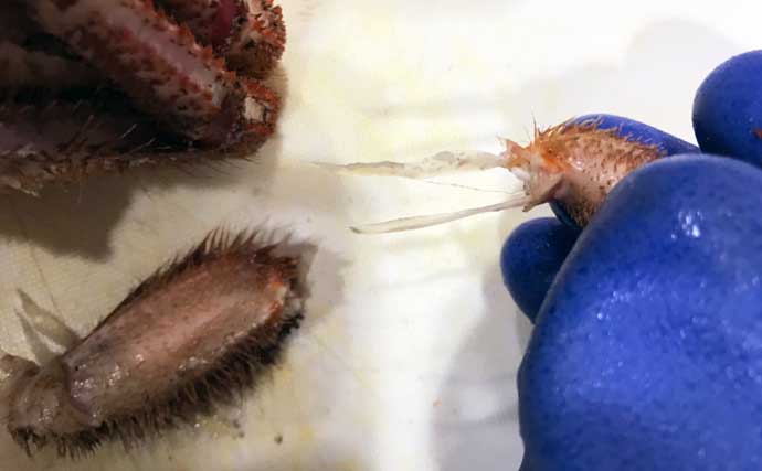 20年間月イチで毛蟹を食す蟹愛好家が教える「活毛蟹の捌き方」