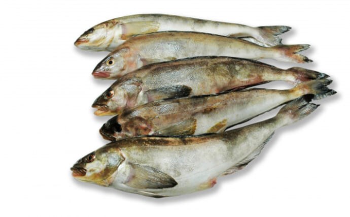 北海道で ホッケ が記録的豊漁 刺身 は白身なのに青魚の風味 Tsurinews
