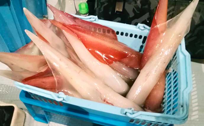 【福井】沖釣り最新釣果　マイカ絶好調で全員50匹超えの爆釣も