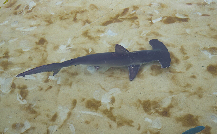 海水浴場近くにシュモクザメが出現 危険だけどユニークな生態とは Tsurinews