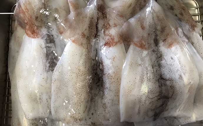 釣り人的「干物」レシピ：ムギイカで作る乾物スルメ　干し加減はお好みで