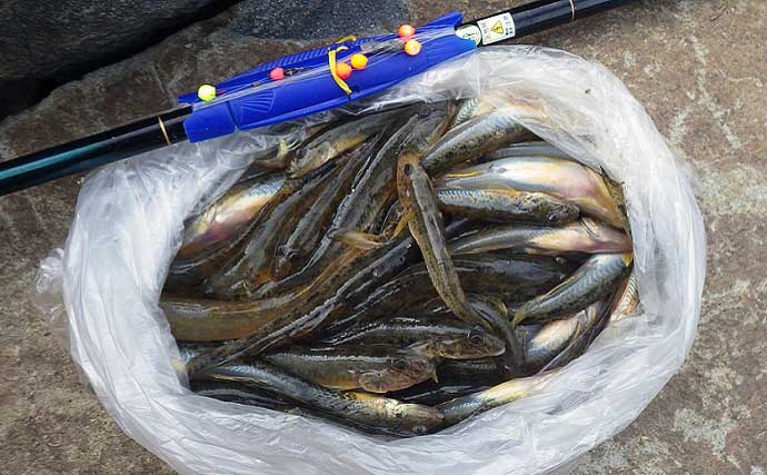都心近郊のハゼ釣りで2時間半で良型39匹　のべ竿タックルがオススメ
