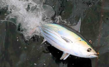 【相模湾2021】キハダマグロ＆カツオ解禁　コマセ釣りの基本を解説