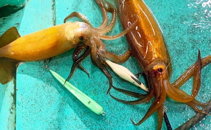 今さら聞けない オモリグ のキホン 代表的な仕掛けパターン4選 Tsurinews Part 2