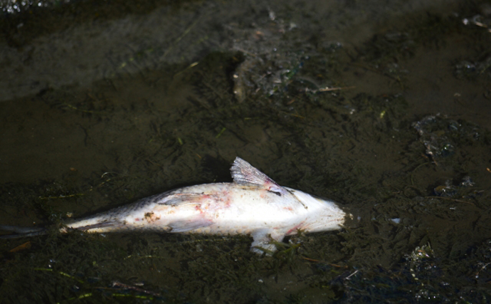 度々起こる魚の『夏の大量死』の原因は？　有害物質の検出はナシ
